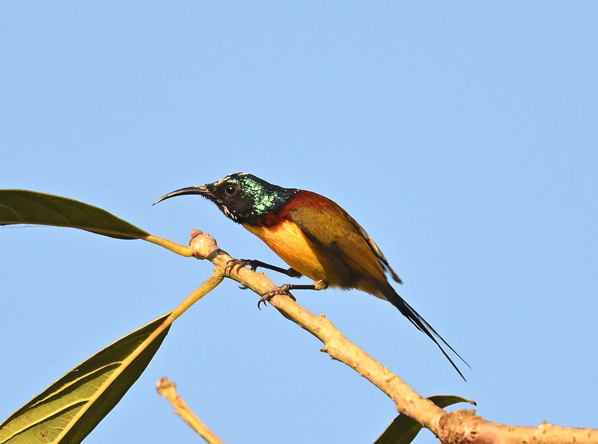 Suimanga Coliverde - ML645884924