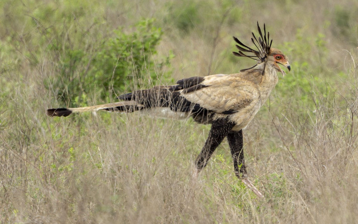 Secretario - ML645884926