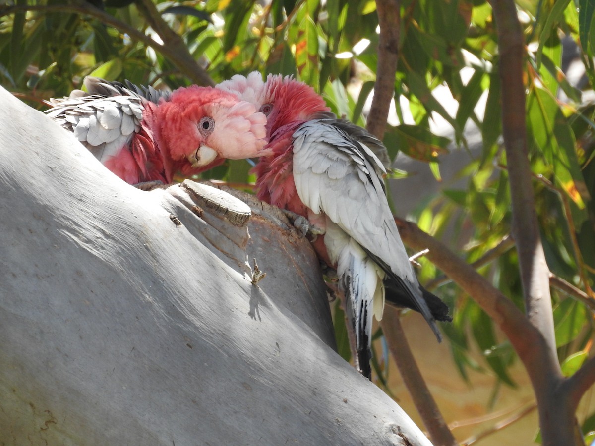 Galah - ML645884927