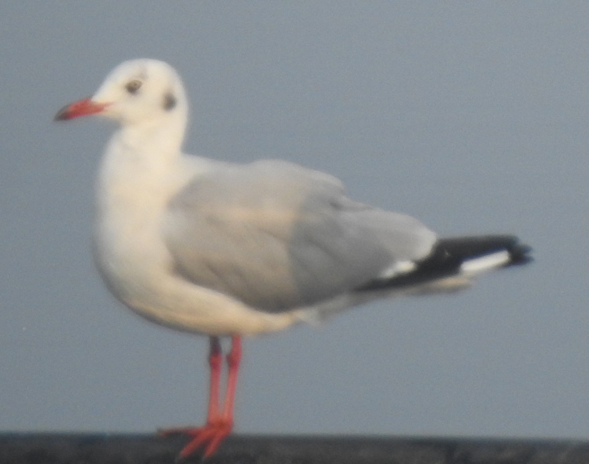 Hint Martısı - ML645884934