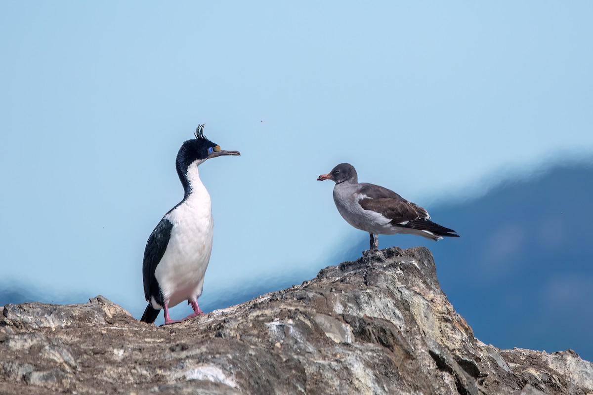 Dolphin Gull - ML645884935