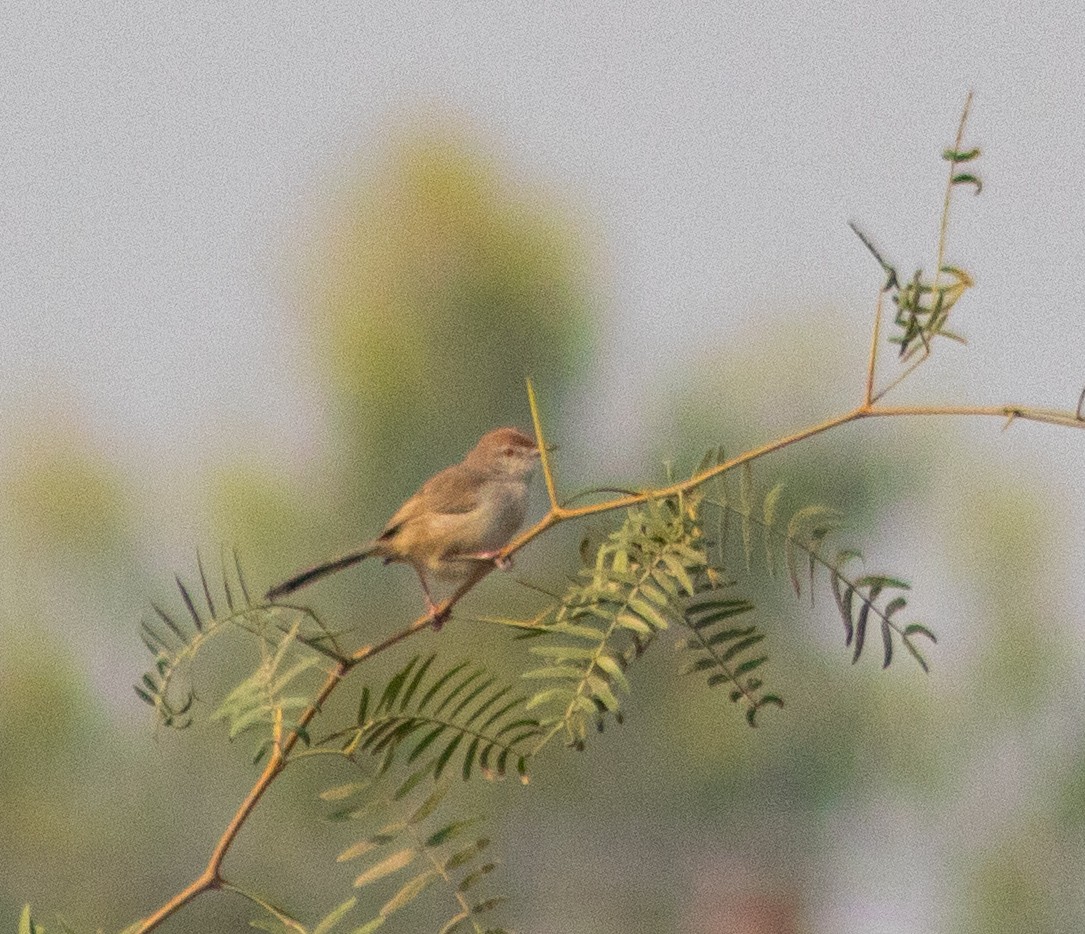 Rufous-fronted Prinia - ML645884956