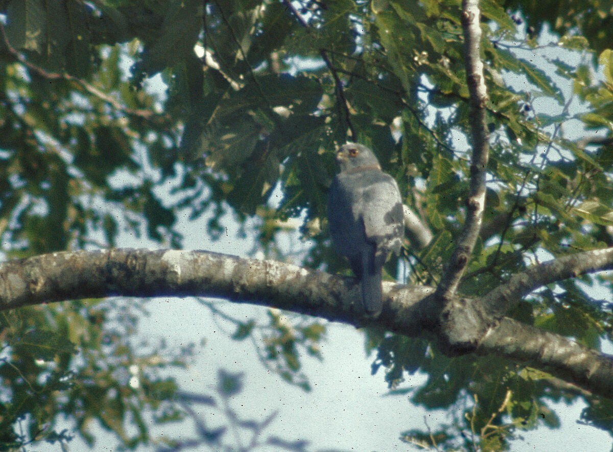 Fiji Goshawk - ML645884957