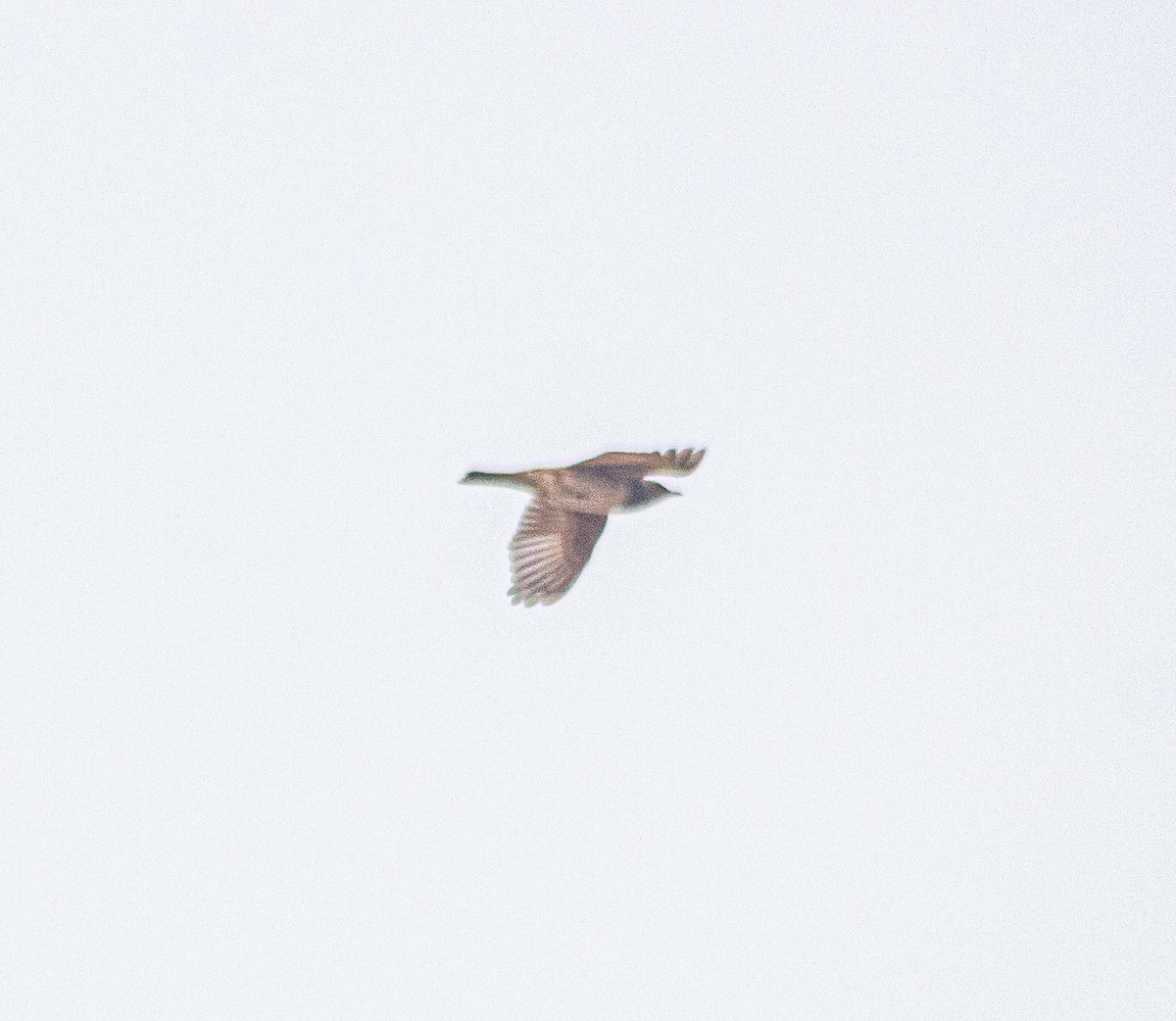 Black-throated Thrush - Ameer Hamza