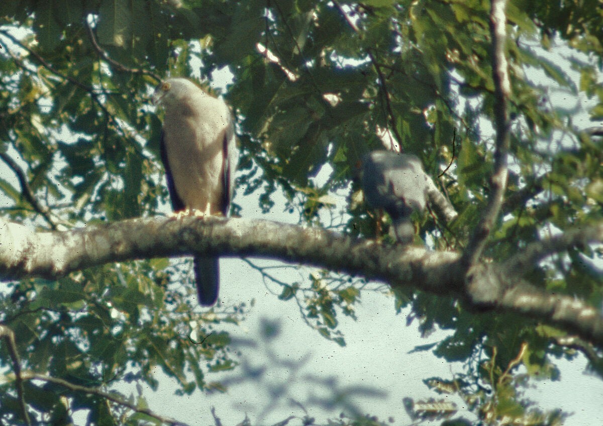 Fiji Goshawk - ML645884961