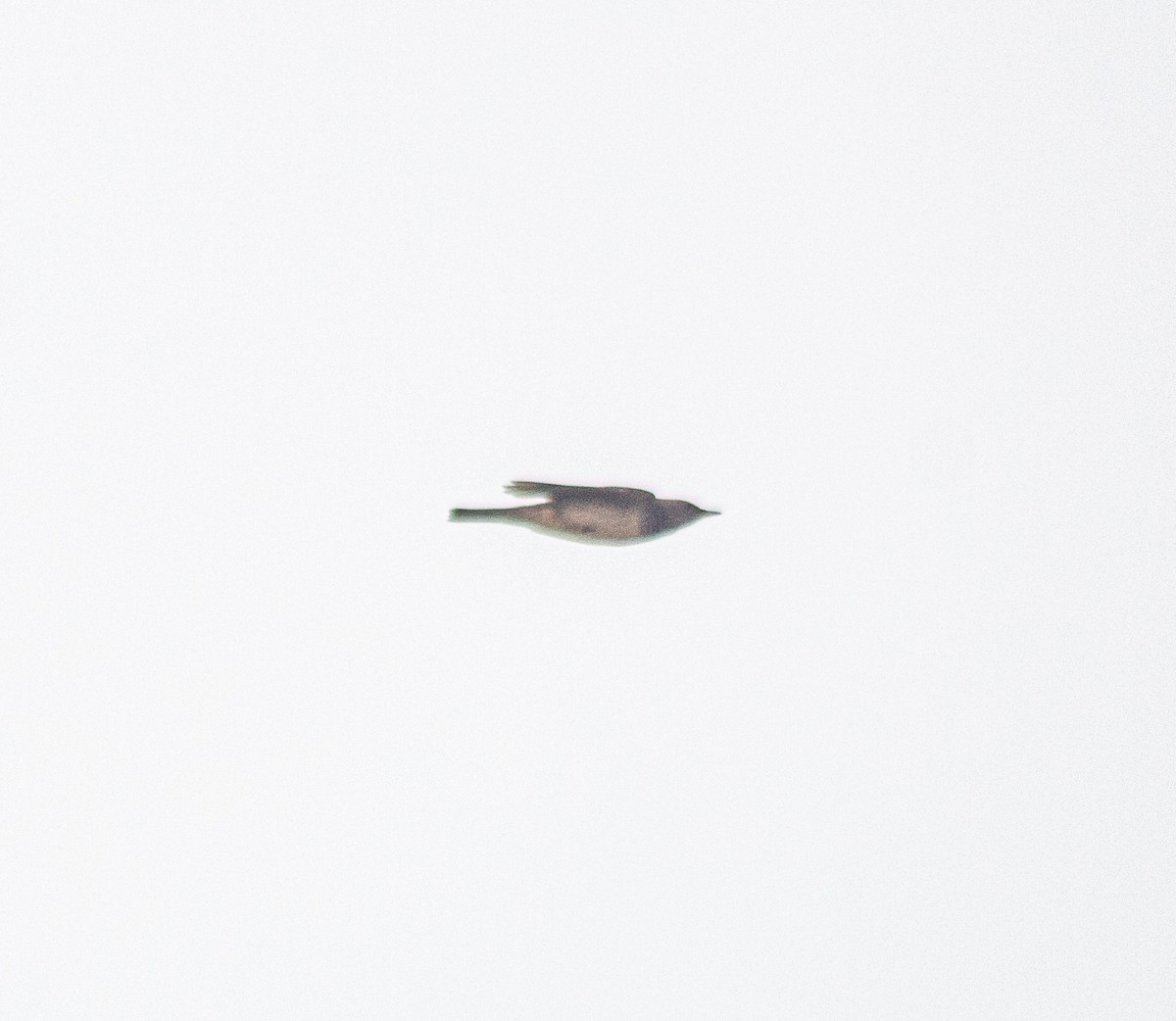 drozd černohrdlý - ML645884976