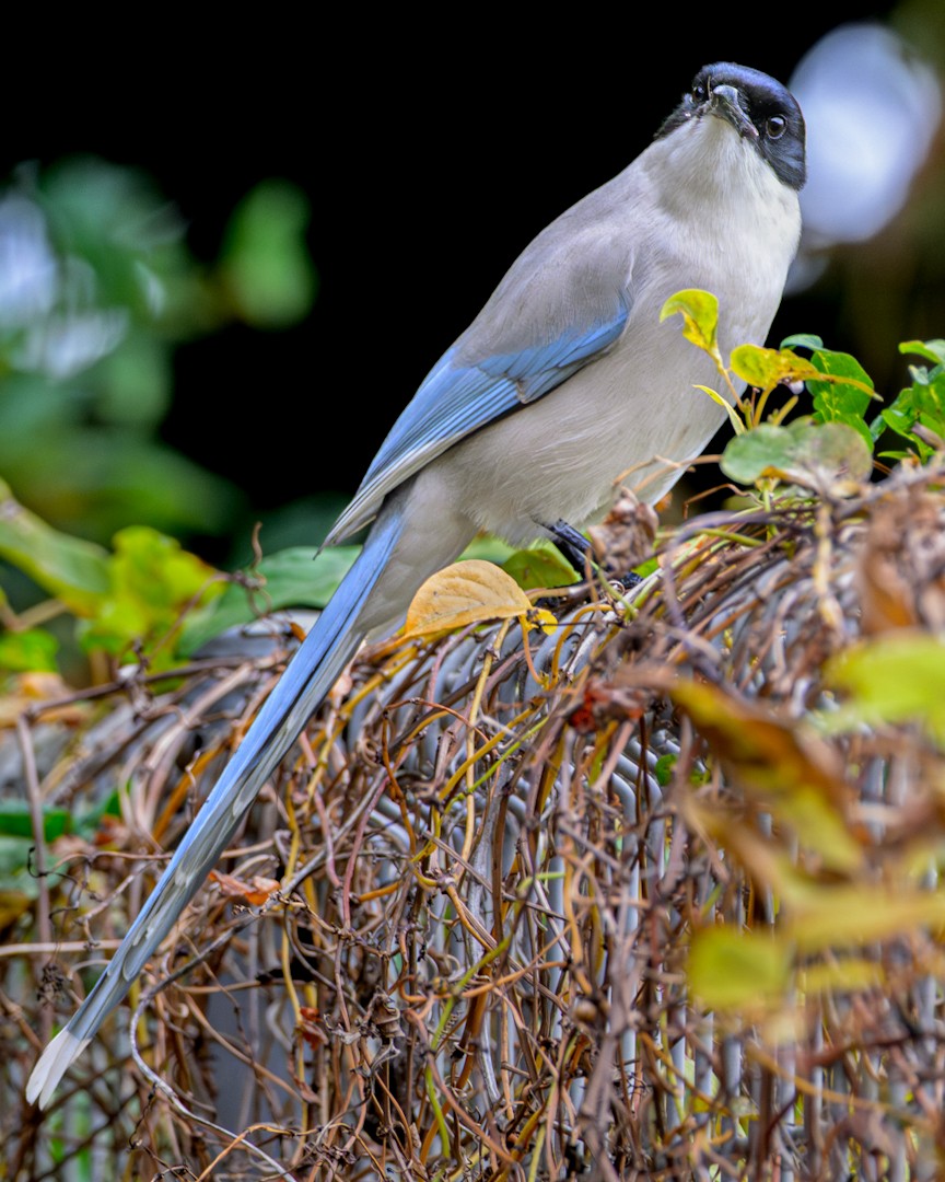 Сорока блакитна - ML645884977