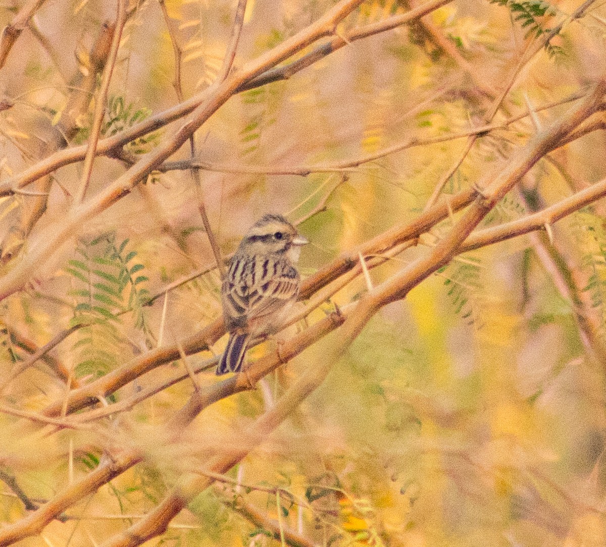 strnad viničný - ML645884981