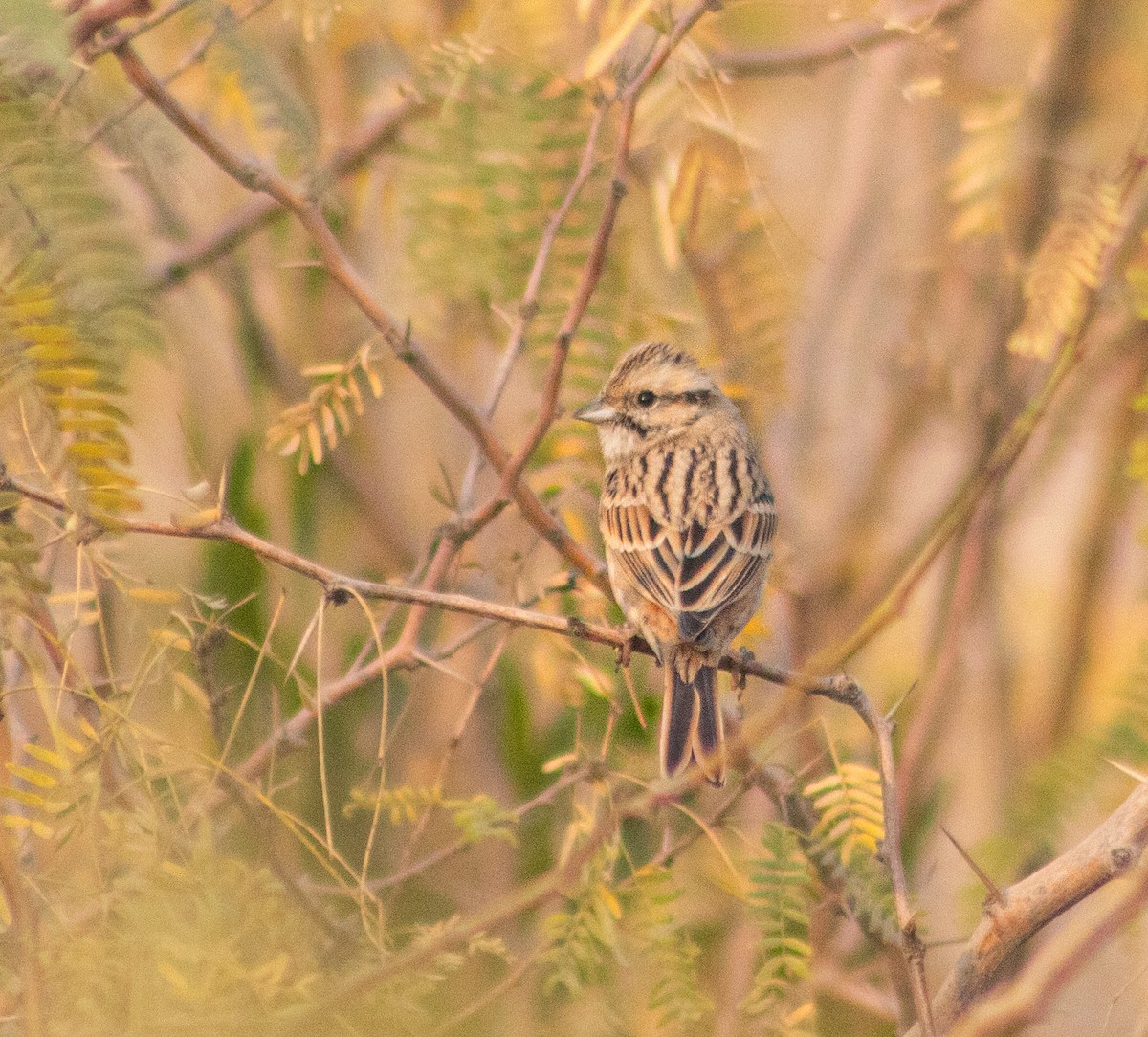 strnad viničný - ML645884982