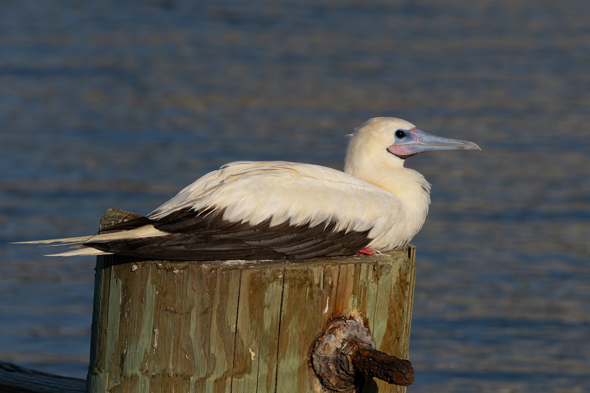 Rotfußtölpel - ML645884995