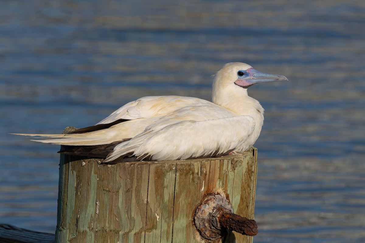 Rotfußtölpel - ML645884996