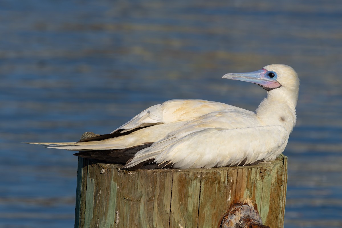 Rotfußtölpel - ML645884997