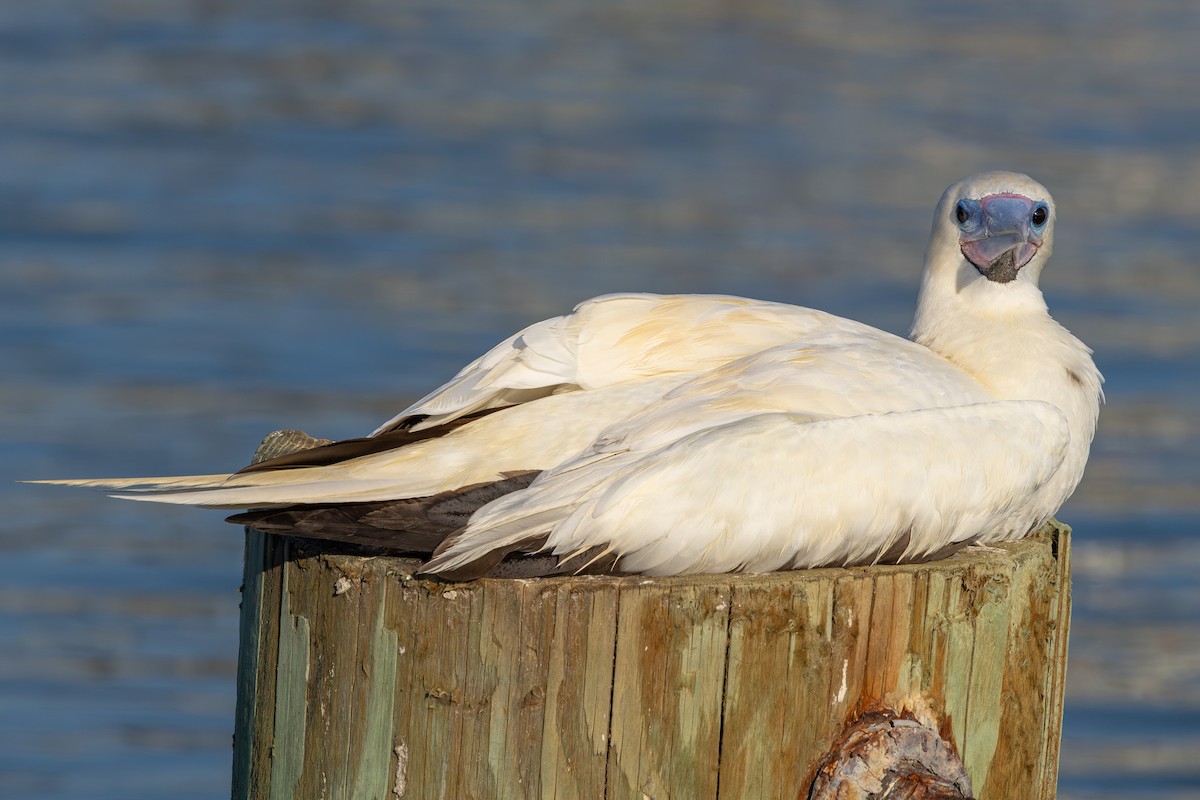 Rotfußtölpel - ML645884998