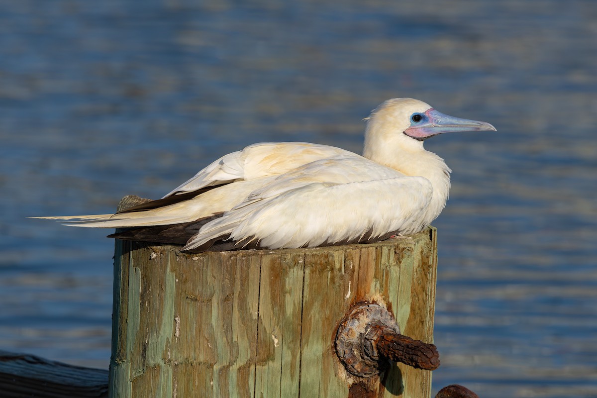 Rotfußtölpel - ML645884999