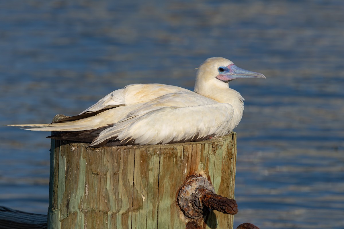 Rotfußtölpel - ML645885000