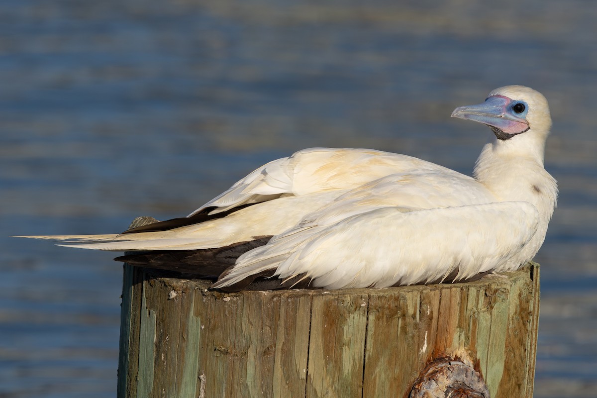 Rotfußtölpel - ML645885001