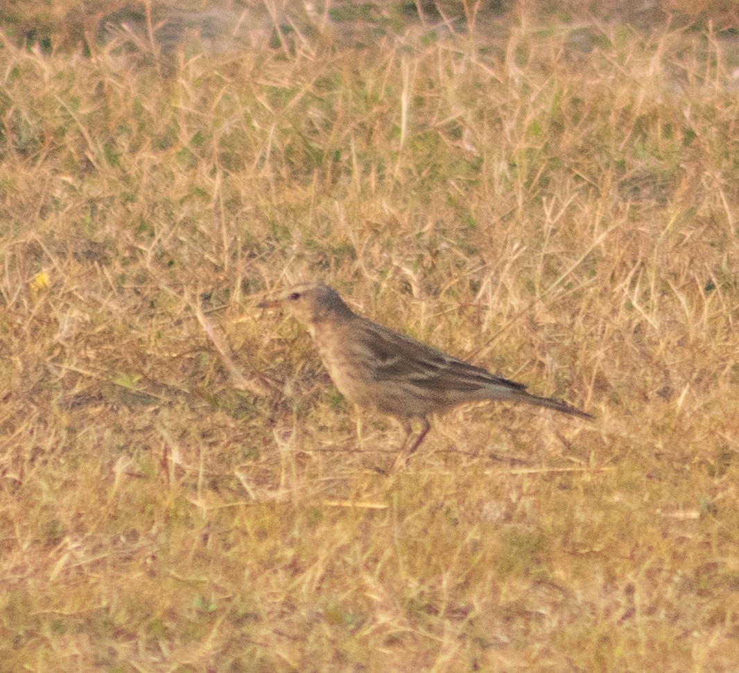 linduška horská - ML645885002