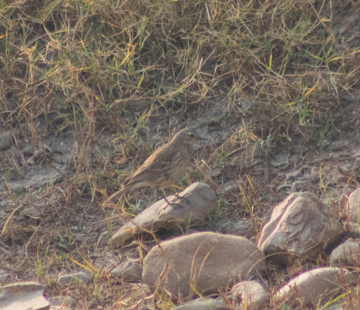 linduška horská - ML645885010