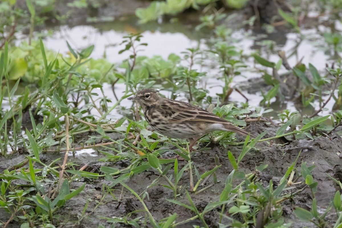 Bisbita Rosado - ML645885012