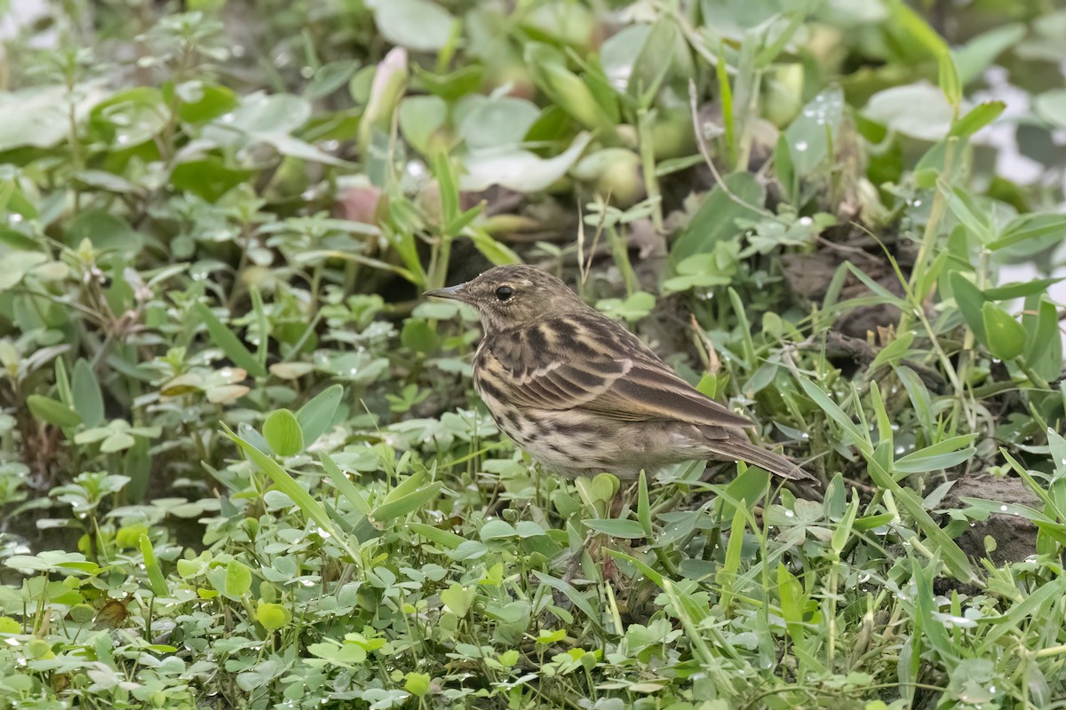 Bisbita Rosado - ML645885013