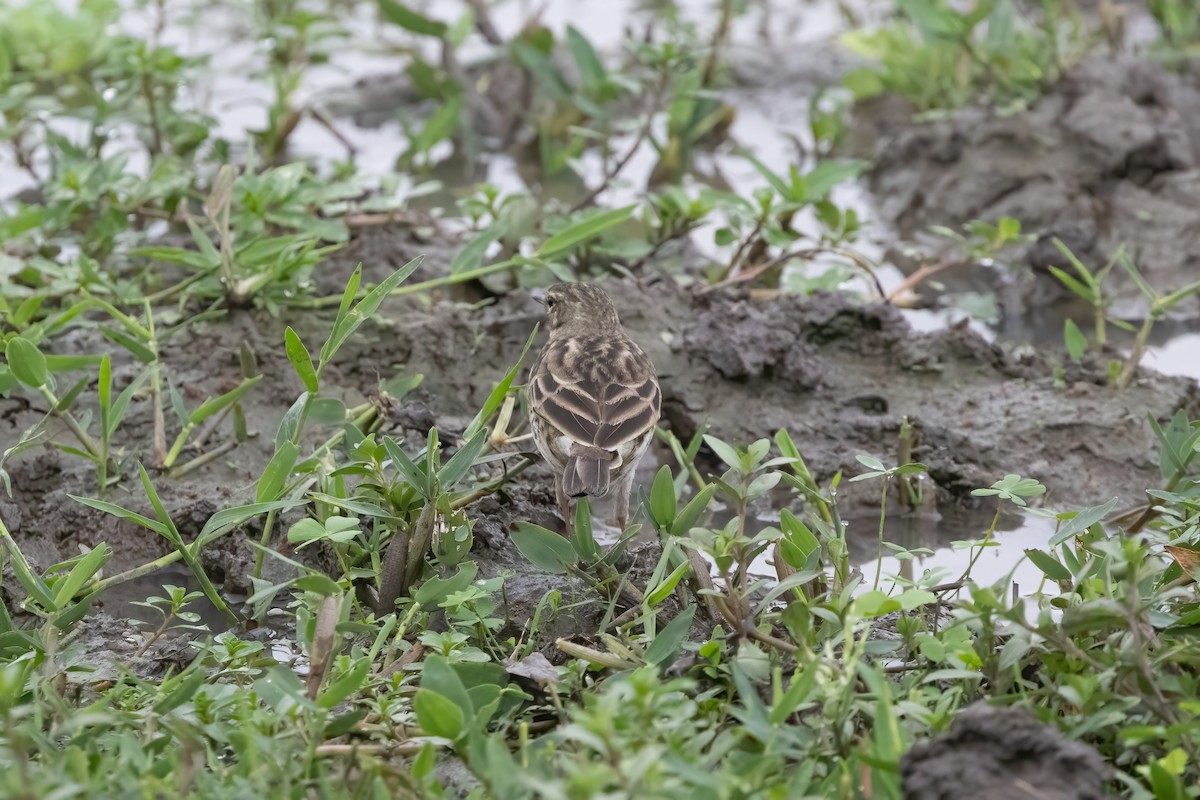 Bisbita Rosado - ML645885014