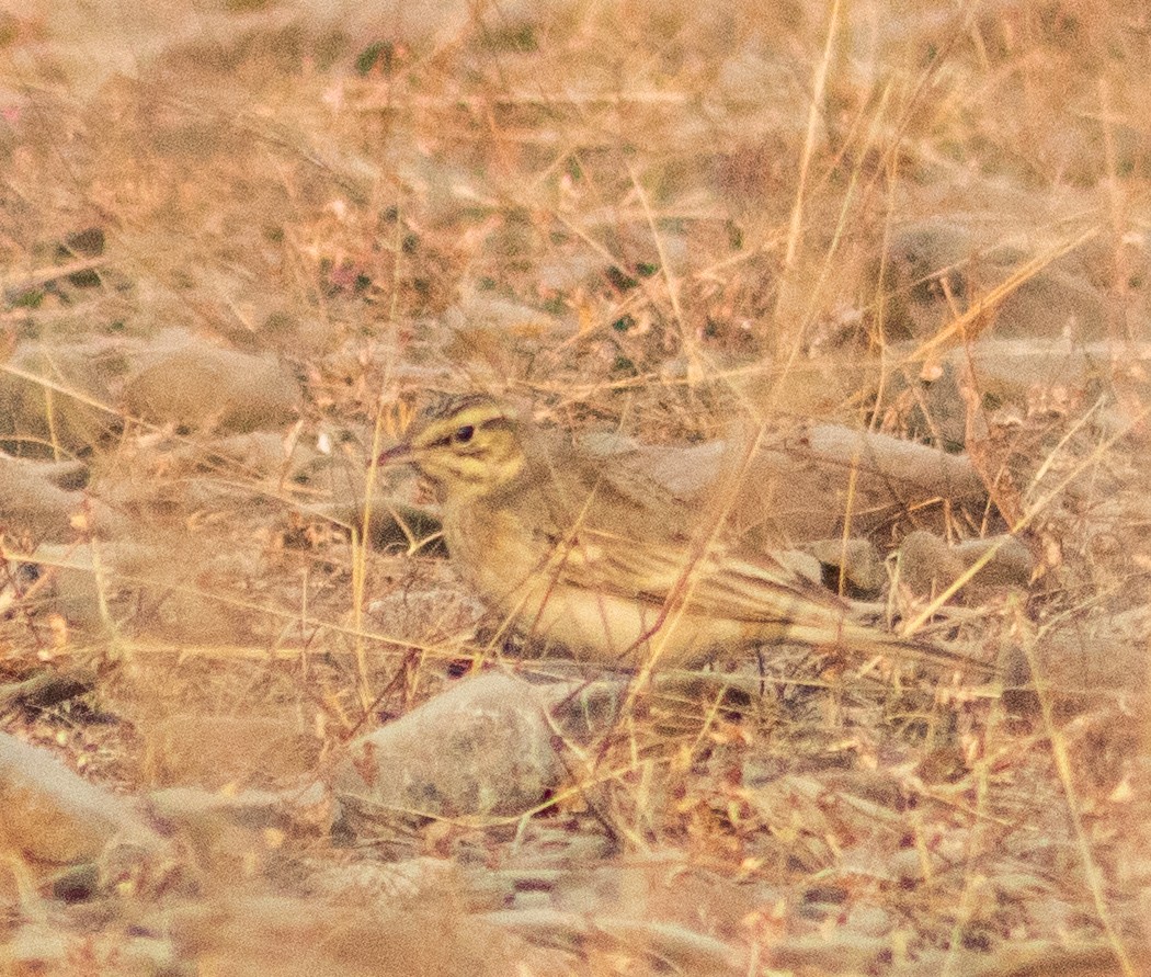 Tawny Pipit - Ameer Hamza