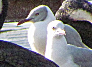 racek šedohlavý - ML645885018