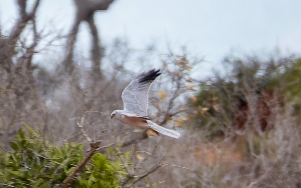 Aguilucho Papialbo - ML645885019