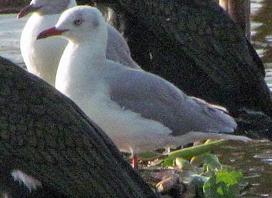 Gaviota Picofina - ML645885023