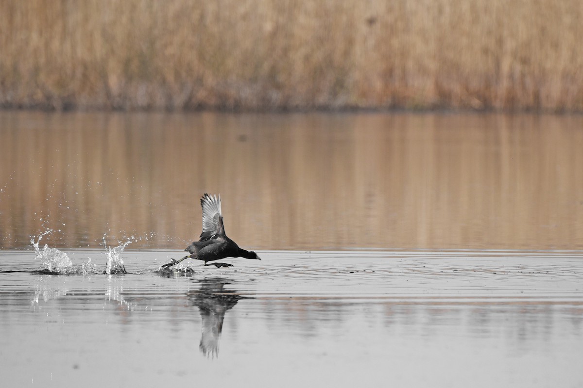 Focha Común - ML645885024