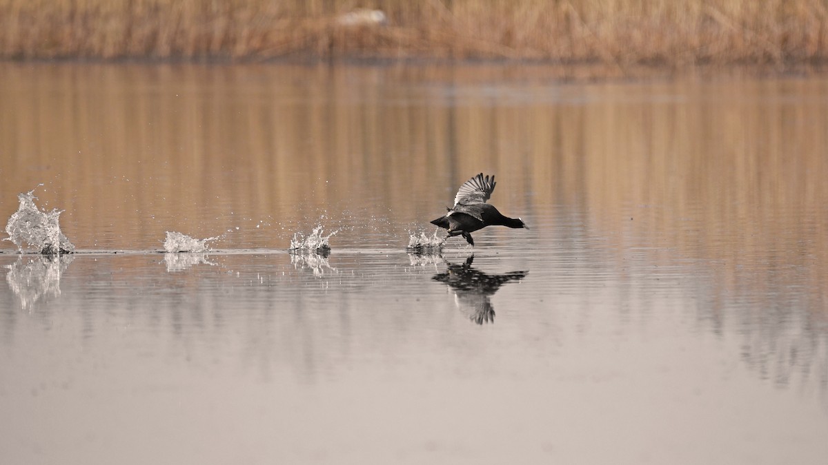 Focha Común - ML645885025