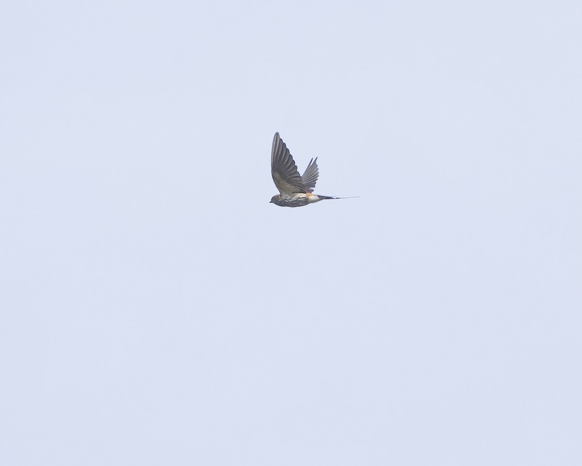 Golondrina Abisinia - ML645885026