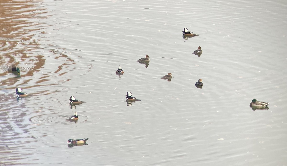 Serreta Capuchona - ML645885027