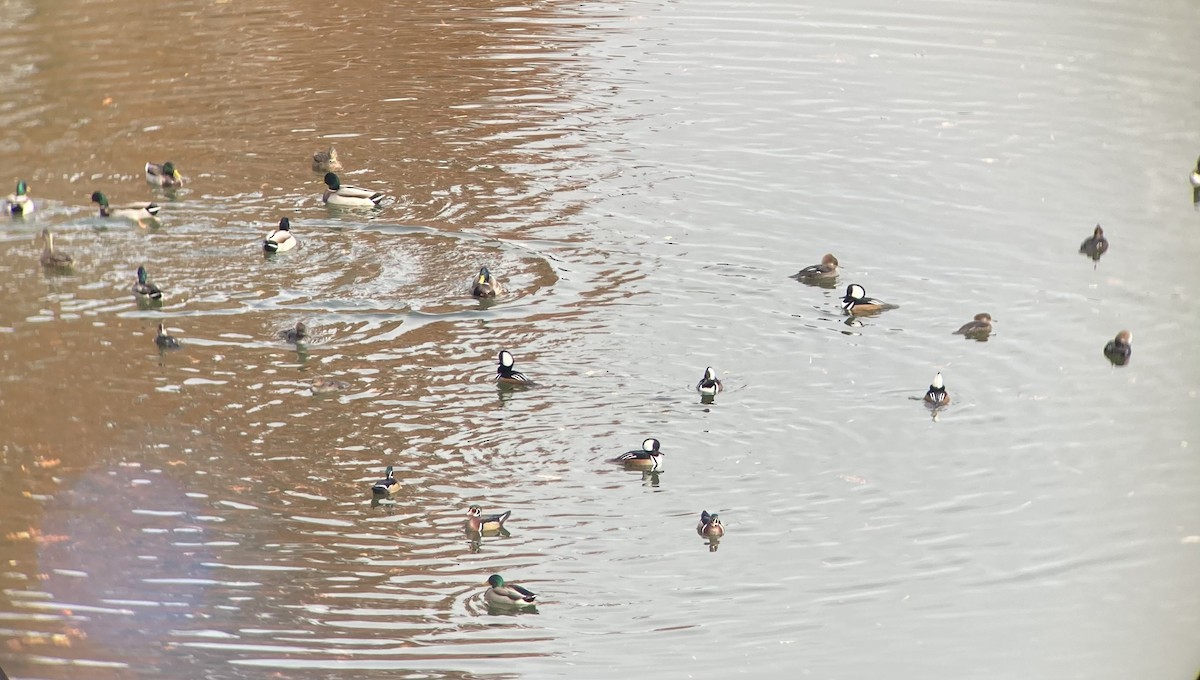 Serreta Capuchona - ML645885028