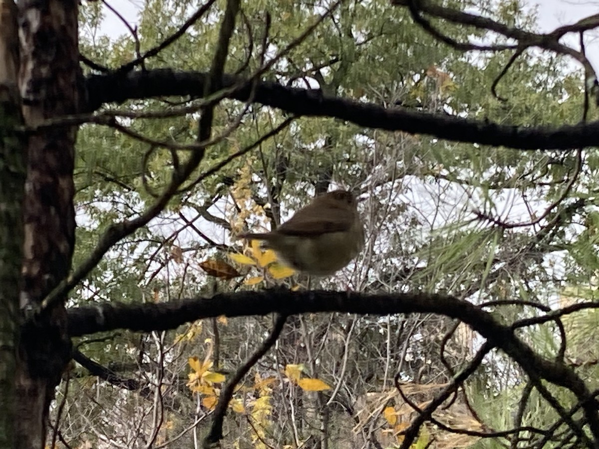 Zorzalito Colirrufo - ML645885029