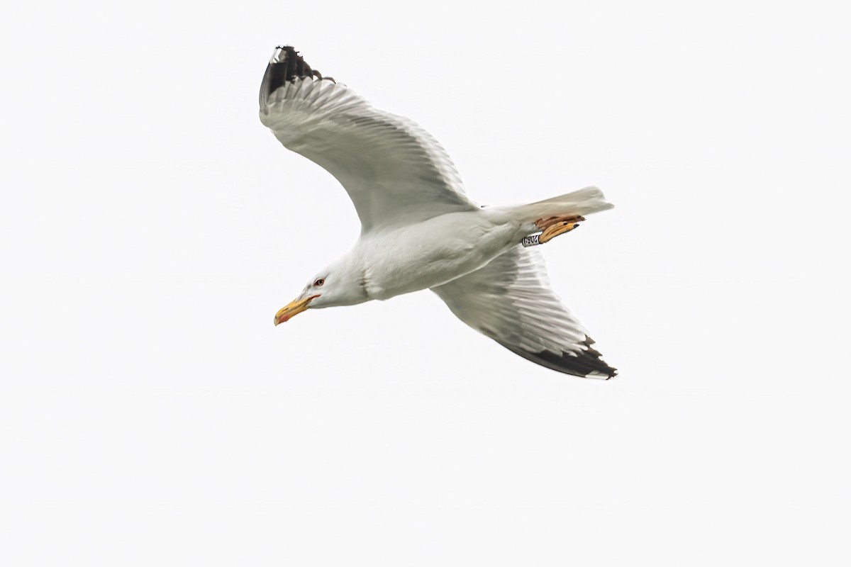 Gaviota del Caspio - ML645885033