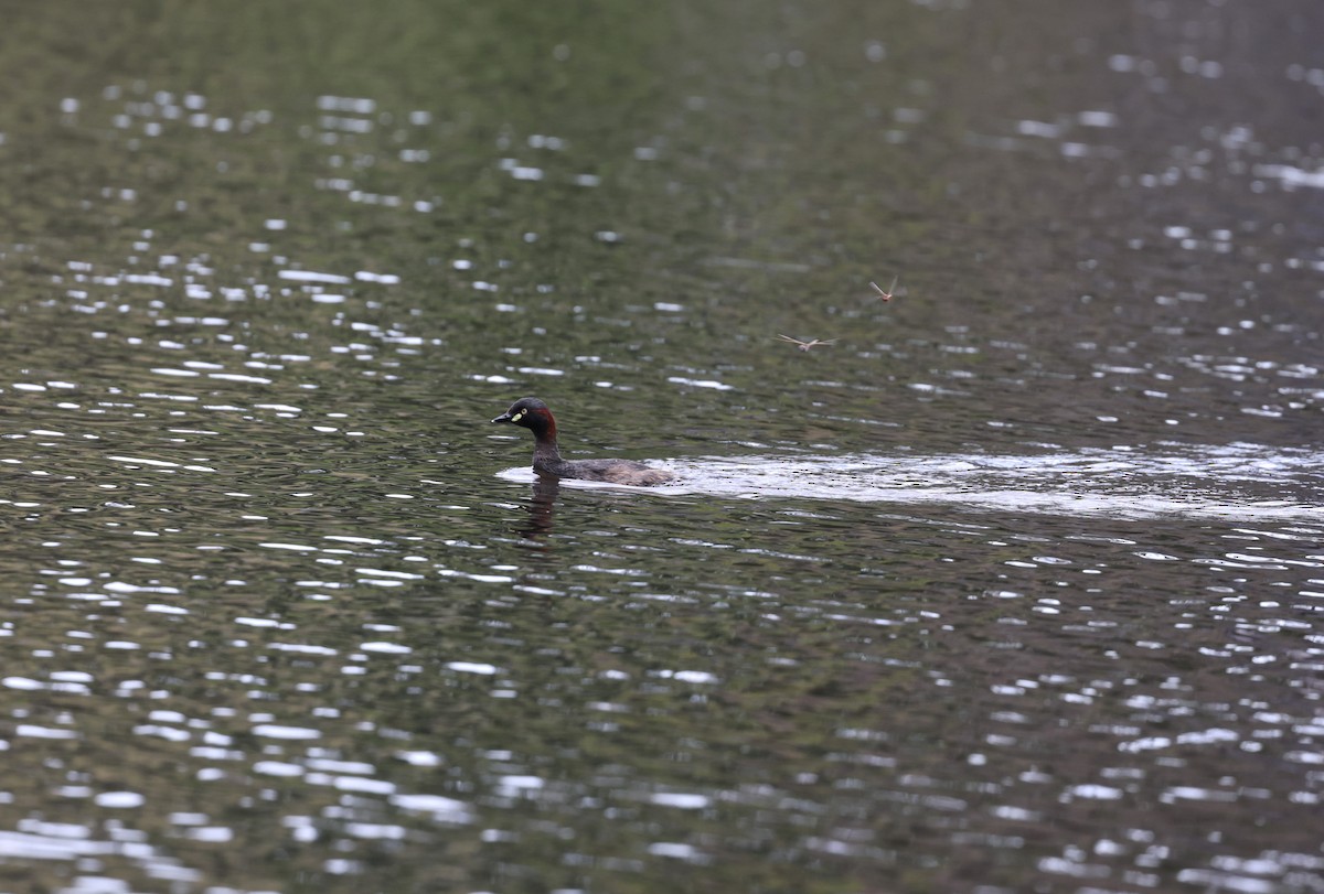Zampullín Australiano - ML645885044