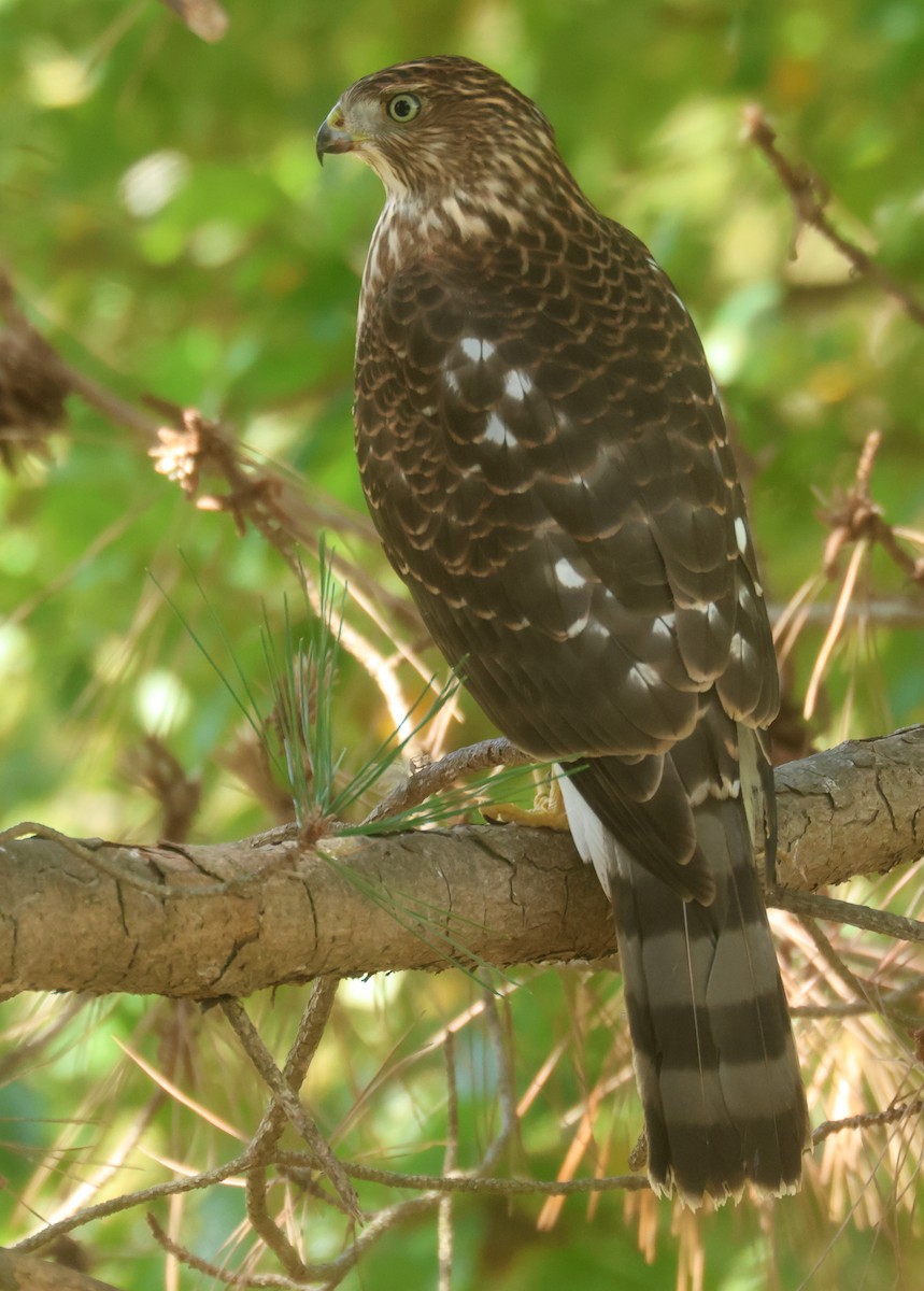 Gavilán de Cooper - ML645885045