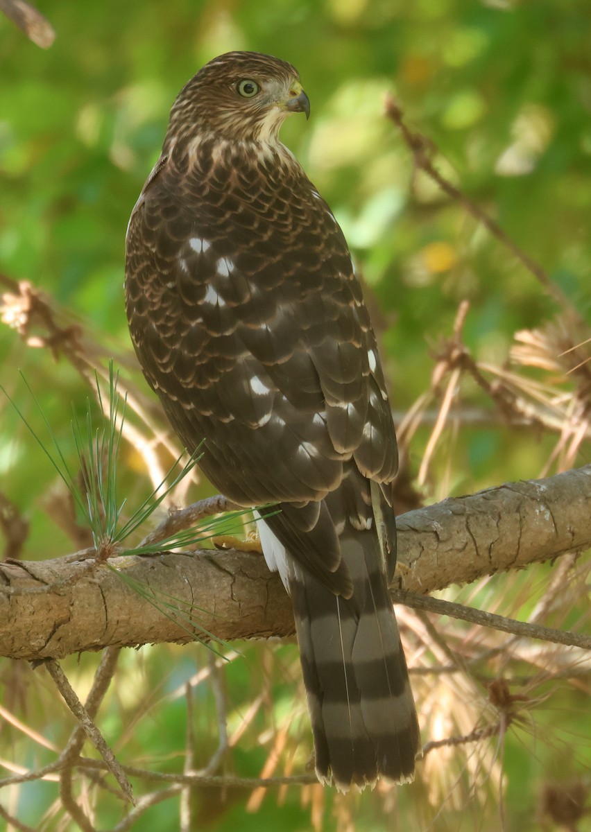 Gavilán de Cooper - ML645885046