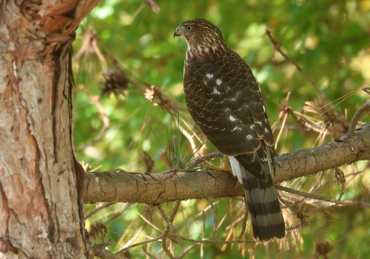 Gavilán de Cooper - ML645885048