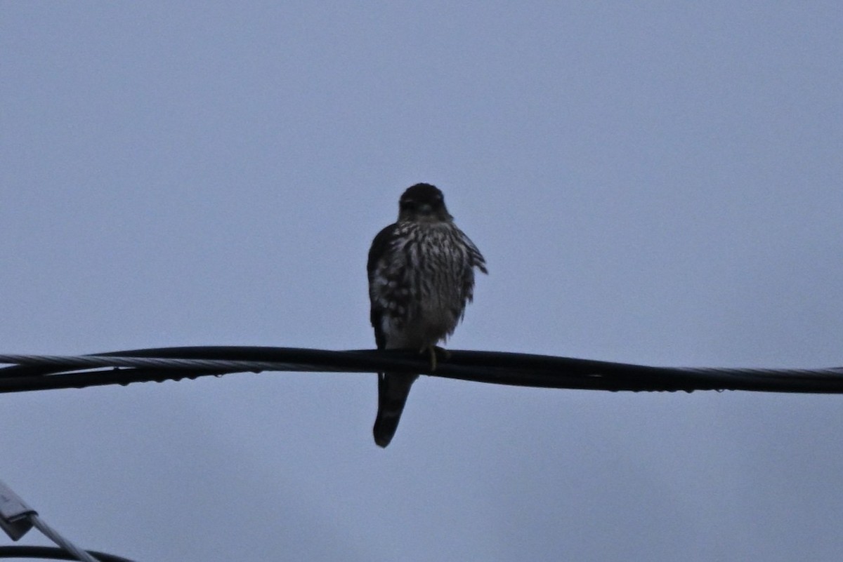 Esmerejón - ML645885049