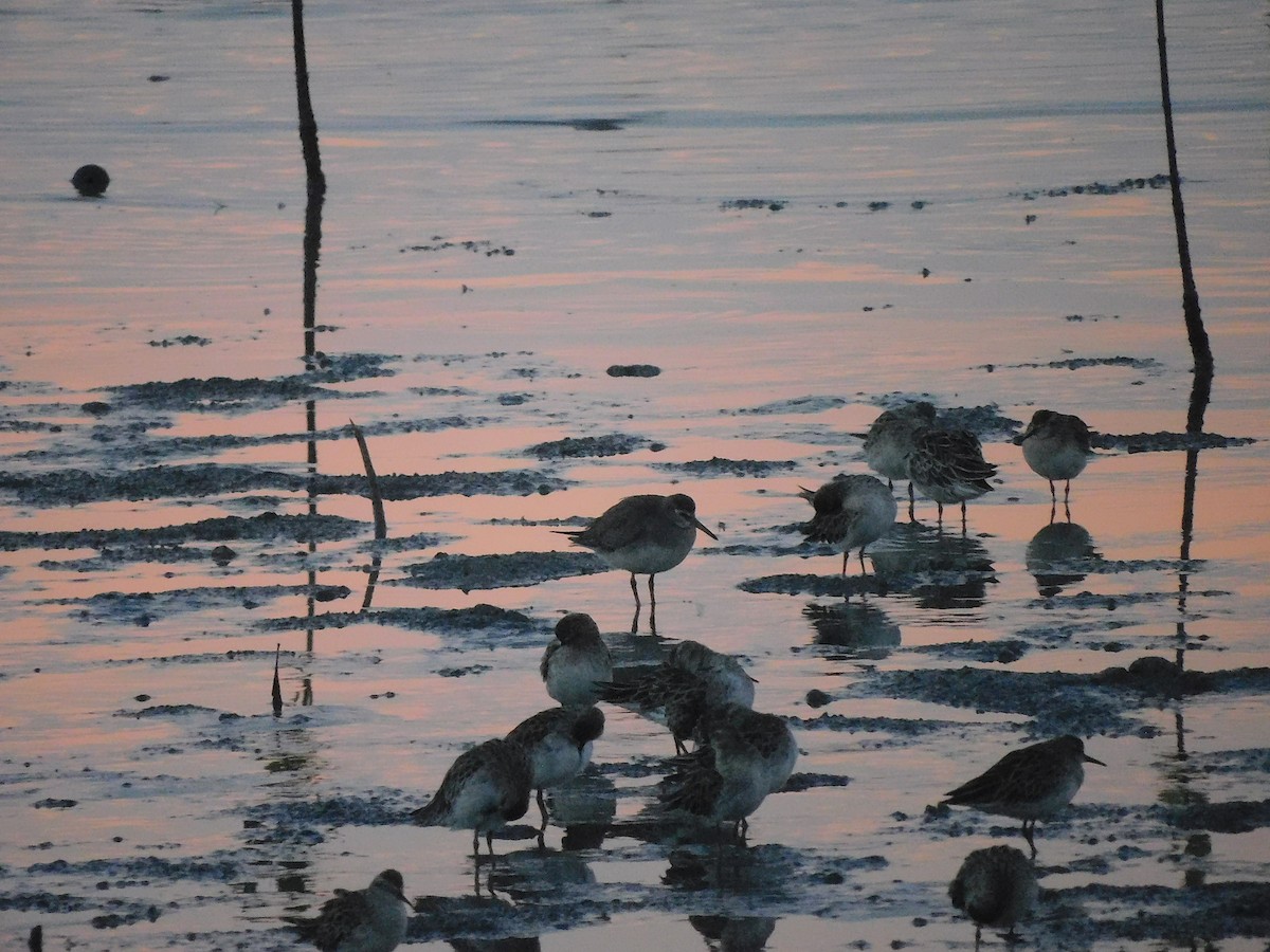 Gray-tailed Tattler - ML645885050