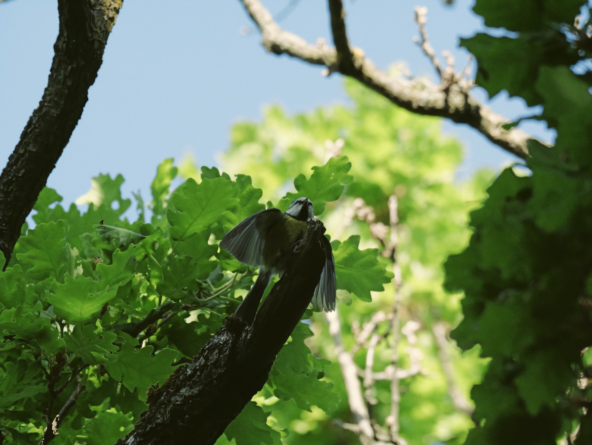 sýkora modřinka - ML645885064