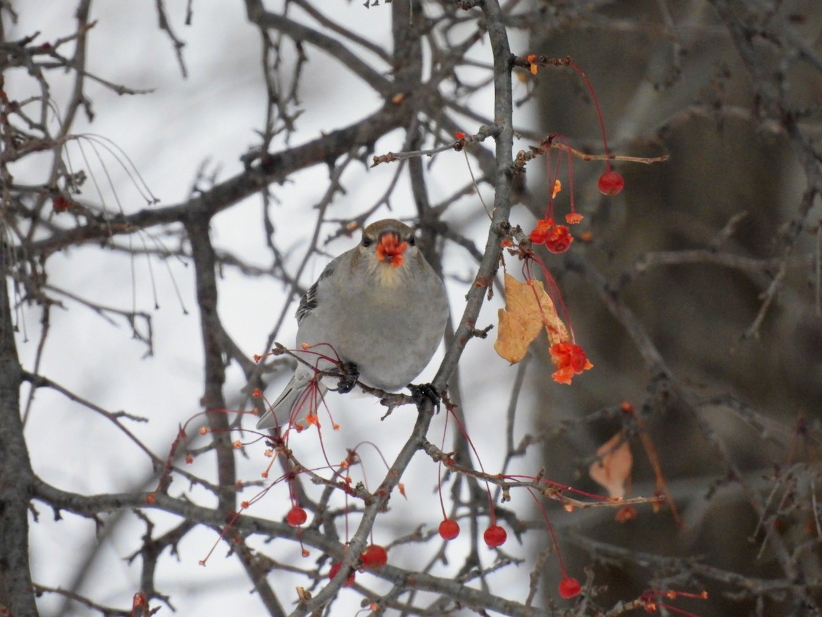 Pine Grosbeak - ML645885085