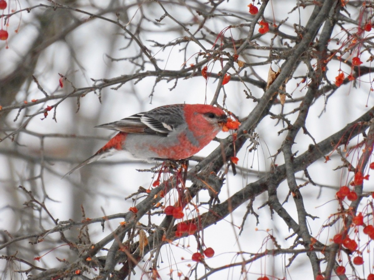 Pine Grosbeak - ML645885086