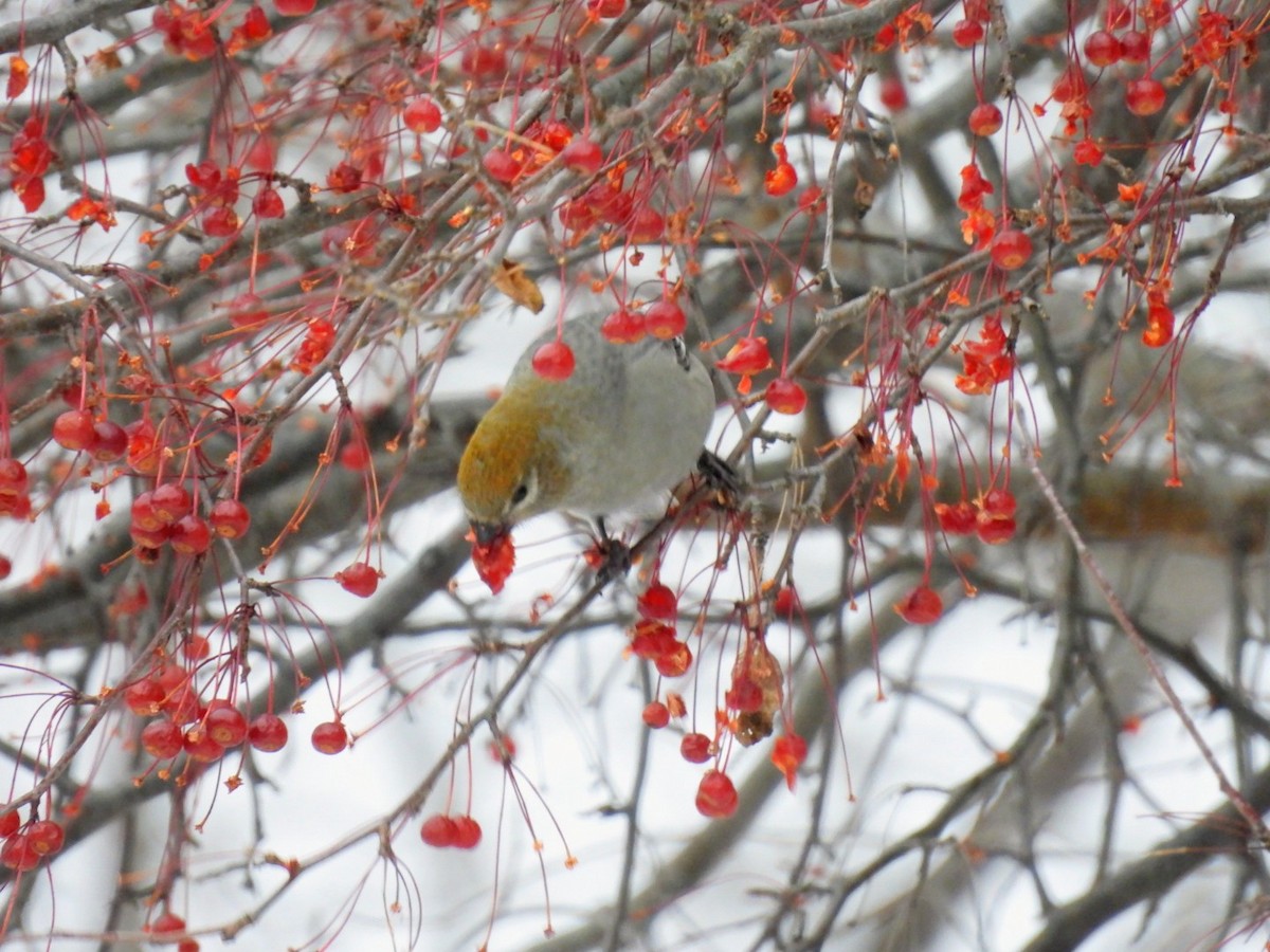 Pine Grosbeak - ML645885087