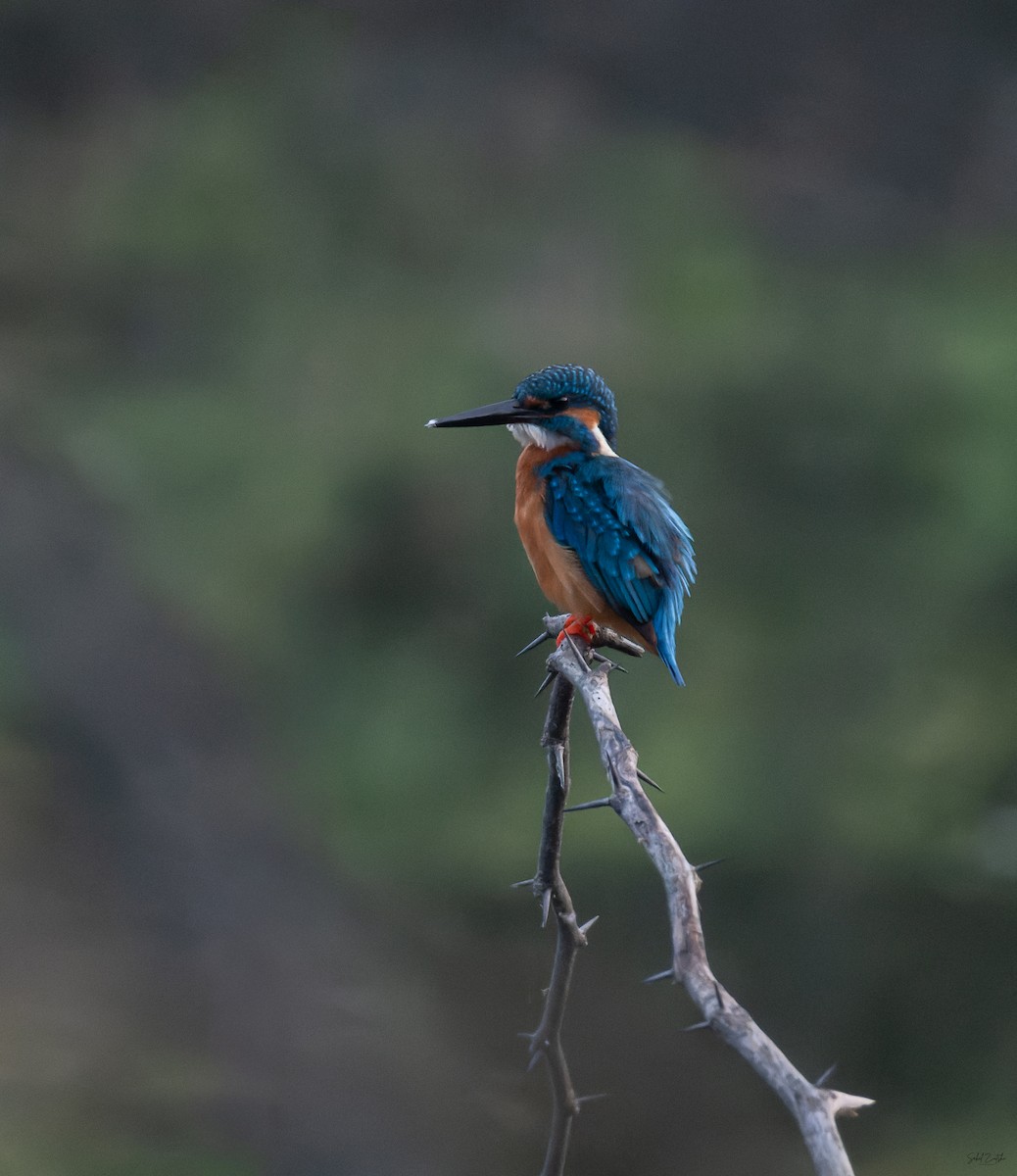 Common Kingfisher - ML645885098