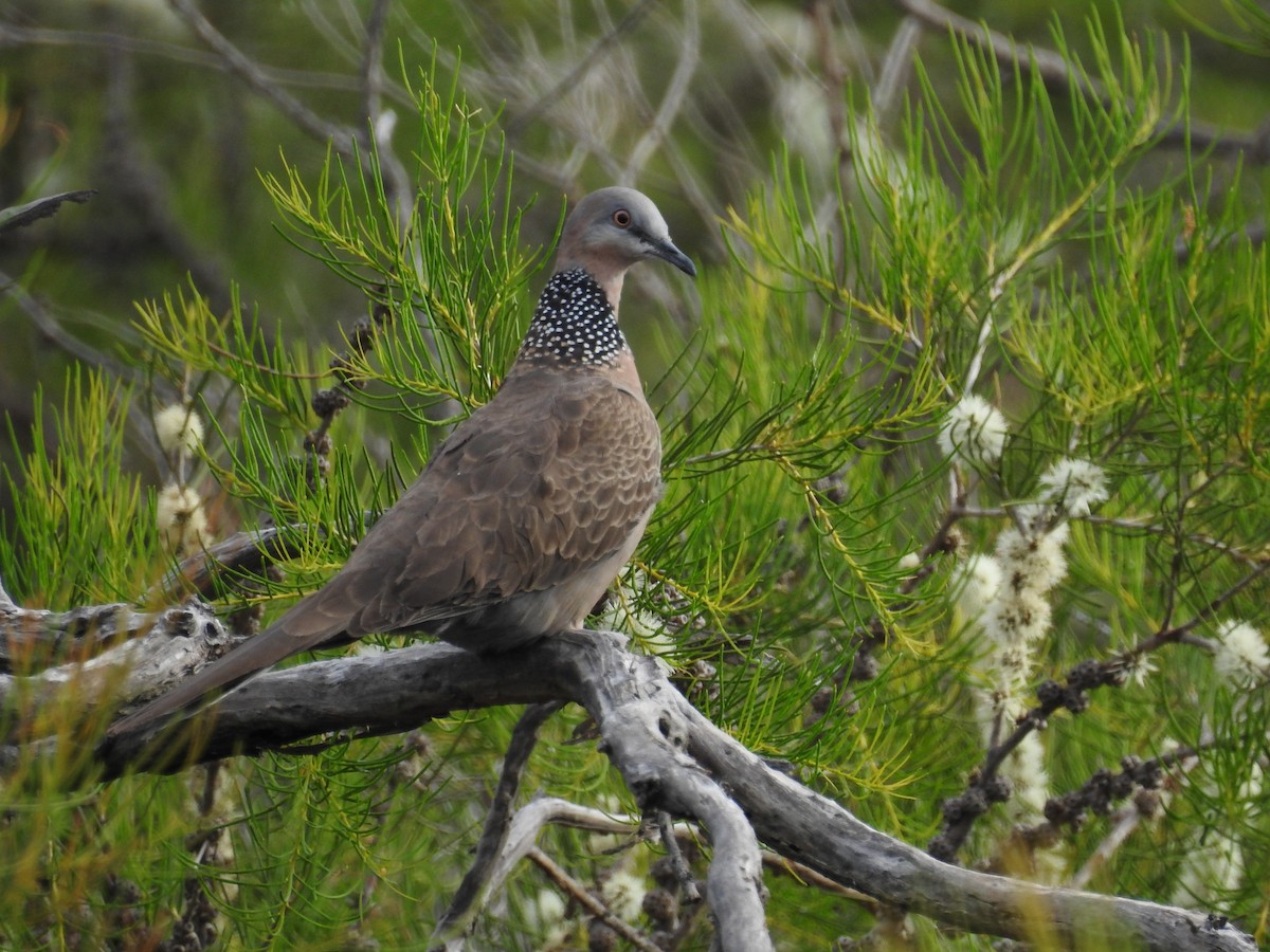 Spotted Dove - ML645885103