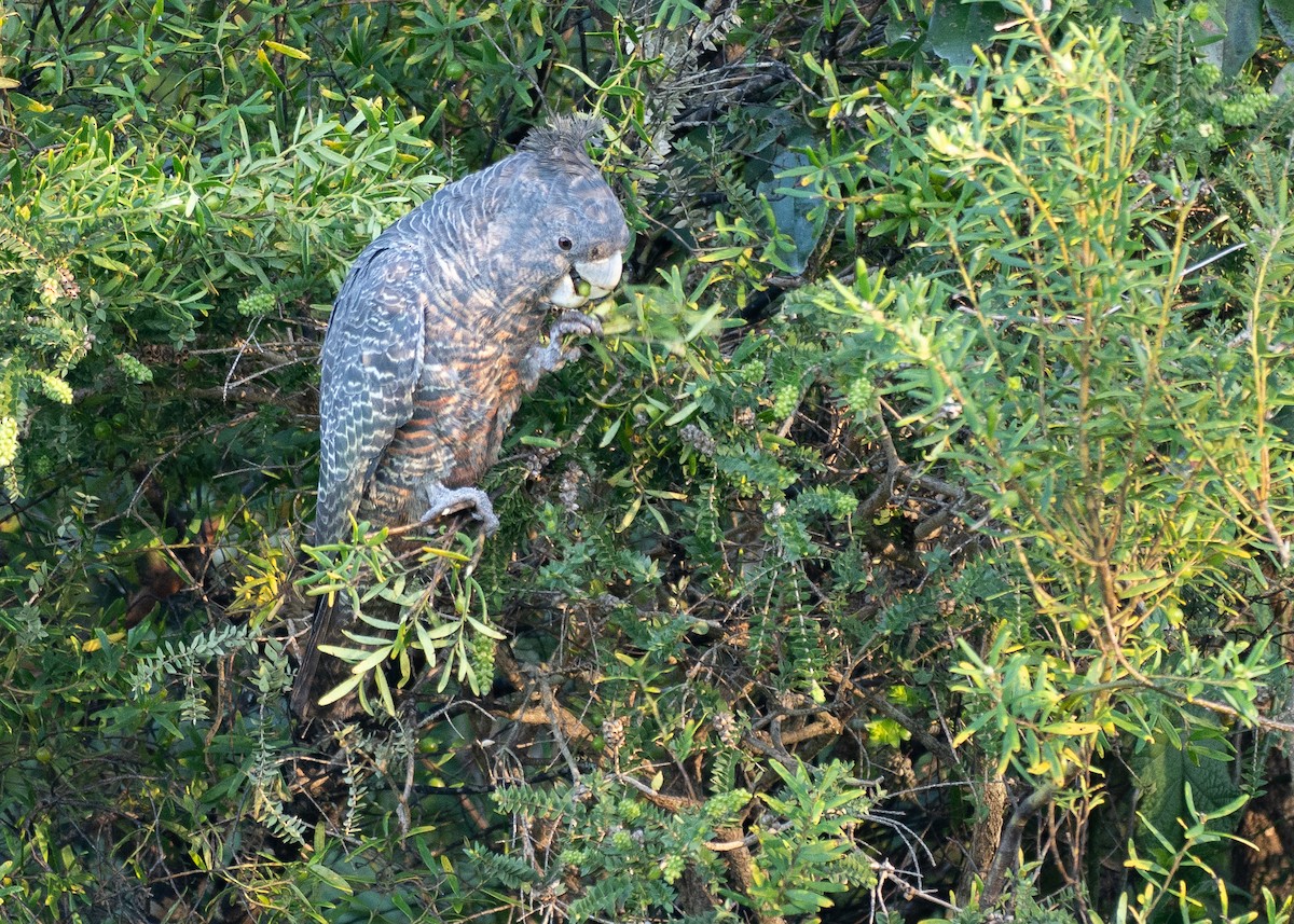 Gang-gang Cockatoo - ML645885108