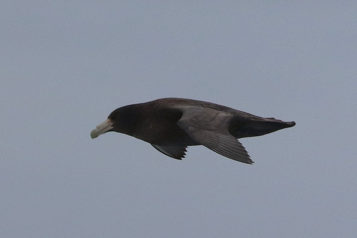 Southern Giant-Petrel - ML645885134